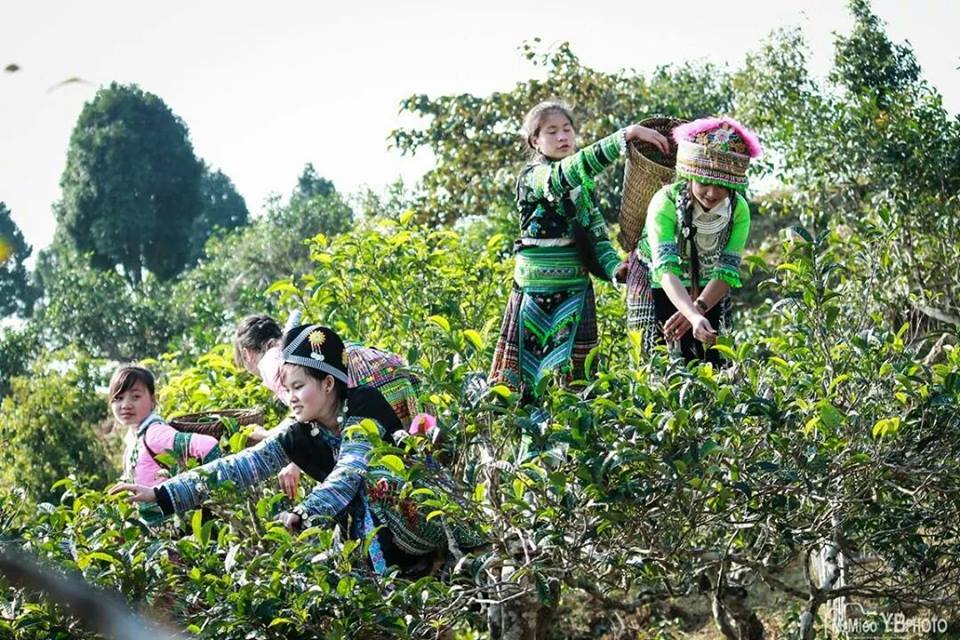 Văn hóa uống trà của người Việt